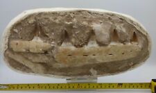 Huge Fossil Mosasaur Teeth in Jaw Bone Original Morocco Cretaceous 36 cm 4.5 kg picture