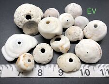 Hawaiian Puka Shells - Bulk Puka Shells - Assorted Sizes picture