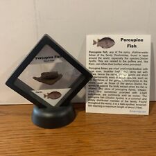 Porcupine Fish Prehistoric Mouth Plate Fossil in Display Case picture