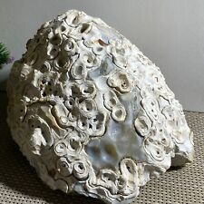 Bonsai Suiseki-Natural Gobi Agate Eyes Stone-Rare Stunning Viewing 7.47kg picture