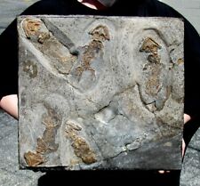 KILLER ONE-OF-A-KIND SLAB OF FIVE PERMIAN DISCOSAURISCUS AMPHIBIANS PRE DINOSAUR picture