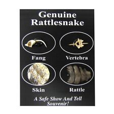 Real Rattlesnake Taxidermy Snake Parts Skin Rattle Pack Educational Science Gift picture