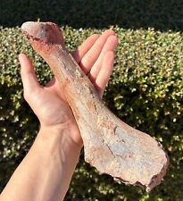 Fossil Dinosaur Bone 10.75