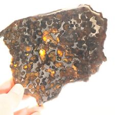 123g Natural SERICHO Pallasite olive meteorite slice - from Kenya F91 picture