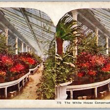 c1900s Washington DC White House Conservatory Greenhouse Interior Stereoview V35 picture