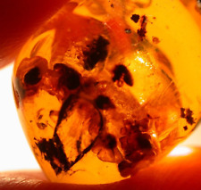 Large Methane Termite with Giant Bubbles in Dominican Amber Fossil Gemstone picture