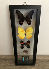 PERUVIAN BUTTERFLY DISPLAY-Five (5) Elegant Colorful Species Framed Under Glass picture