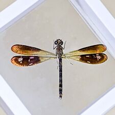 H18d Iridescent Golden Gn Wing Dragonfly Entomology Taxidermy Curiosity Floating picture