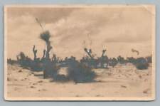 Desert Vegetation ARTESIA New Mexico Cancel RPPC Antique Photo ~ El Paso 1910s picture