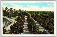 Florida FL - An Orange Grove in Florida - Vintage Postcard - Posted 1939 picture