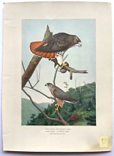 1895-1909 Original Antique BIRD CHROMO PRINTS NY Forest/Fish/Game YOU SELECT #2 picture