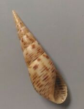 freshwater snail Melanoides maculata 29-31mm Gem picture