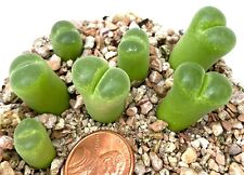 Mesembs Plant--Conophytum longum--ONE Plant from Pot picture