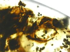 Superb EXTINCT Haidomyrmex Unique HUGE Ant, In Genuine Burmite Amber 98MYO picture