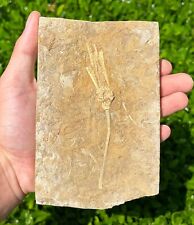 NICE Fossil Crinoid with Stem in Matrix Phacelocrinus Alabama Bangor Limestone picture