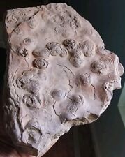 Pre Cambrian STROMATOLITE From Memphis TN  The worlds oldest Fossil  picture