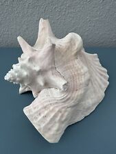 Large Conch Seashell Spiral Pink White Ocean Seashell Beach Nautical Great Color picture