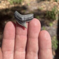Nice Florida Fossil Tiger Shark Tooth Meg Era picture