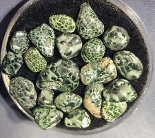 Polished Chlorastrolite Michigan Greenstone. great looking gems.  picture