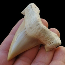 Super Quality Otodus Obliquus shark fossil tooth picture