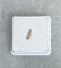 Porpoise Tooth from Shark Tooth Hill - Ernst Quarry: Bakersfield, California picture