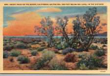 Postcard California Smoke Trees Desert Salton Sea CA Linen Sunset View Old picture