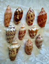 Lot of 10 Voluta Sea Shell Specimens All Family VOLUTIDAE. Beautiful Assortment picture