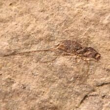 Parasitic Wasp - Insect fossil from the Yixian Formation picture
