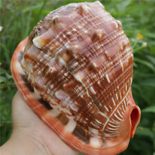 Natural Bull's mouth Helmet Conch Shell Coral Sea Snail Fish Tank Adorn Ornament picture