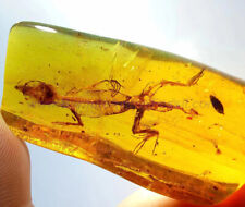 Burmite Amber Fossil - SC2508 4cm Complete Lizard Skelton in Museum Quality picture
