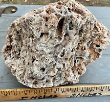 CAPTIVATING 20 Lb Fossil Coral Display Rock Beautiful Chalcedony & Druzy Sparkle picture