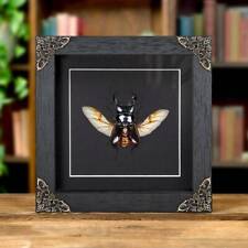 Wing-spread Giant Stag Taxidermy Beetle in Baroque Style Frame (Dorcus titanus) picture