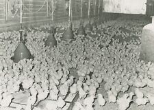 Poultry farming Chicken Food Security UAE Birds Original Photograph A04 A0481 picture