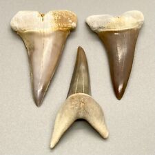Group - Three GORGEOUS and colorful Fossil EXTINCT MAKO Shark Teeth - Peru picture
