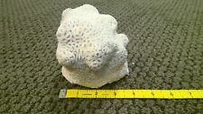 White Brain Coral Ocean Aquarium Nautical Decor Natural Dried Fossil picture