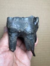 204g huge Ice Age large mammal tooth specimen collection picture