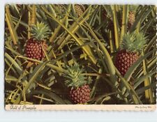 Postcard Field of Pineapples, Hawaii picture