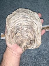 Monster Paleocene Oyster Shell From Virginia  picture