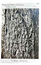 Kentucky Coffee Tree Real Photo Postcard. RPPC. Gymnocladus diorcus. picture