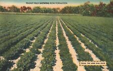 Vintage Postcard 1930's Peanut Field Showing Row Formation Texas TX picture