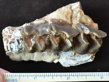 Juvenile Hyracodon Upper Teeth, Fossil, Early Rhinoceros, SD Badlands Olig R1114 picture