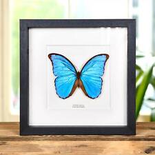 Blue Morpho Taxidermy Butterfly in 10 x 10 Box Frame (Morpho didius) picture