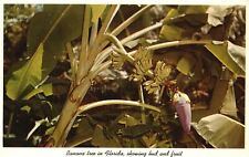 Vintage Postcard Banana Tree Showing Bud & Fruit Florida Sarasota Jungle Garden picture
