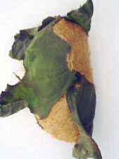 LIVE cocoon - Actias luna - Luna moth - USA - Insect farm production picture