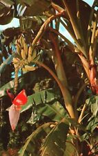 Vintage Postcard Banana Tree Growing Fruit Bearing Tree Growing Upward Florida picture