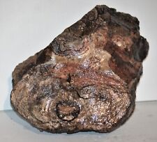 Colorado Stromatolite picture