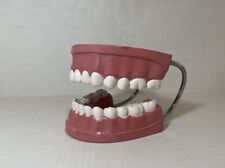 Dental Teeth Display For Dentist Or Student Large Adjustable  picture