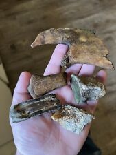 5 Piece Fossil Collection From North Mississippi Mosasaur Mastodon And More.. picture