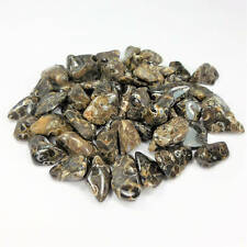 Bulk Wholesale Lot 1 LB - Turritella Agate - One Pound Tumbled Polished Fossils picture