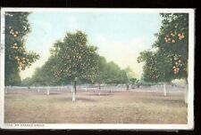 Florida-an Orange Grove-1916 picture